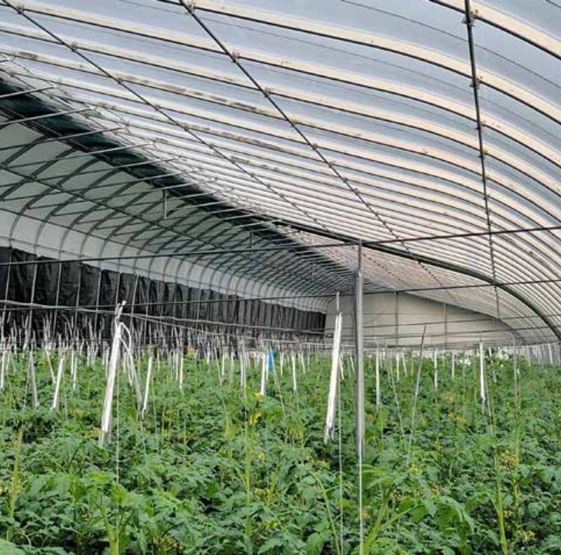 High-efficiency Intelligent Control Prefabricated Solar Greenhouse